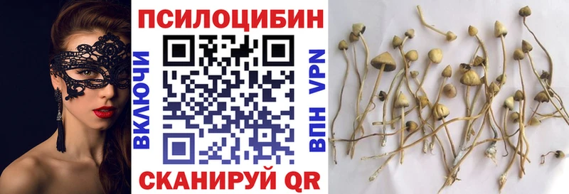 KRAKEN как войти  Карачев  Псилоцибиновые грибы MAGIC MUSHROOMS  наркотики 